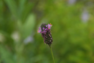 Dalea purpureasyn. Petalostemon purpureum bestellen